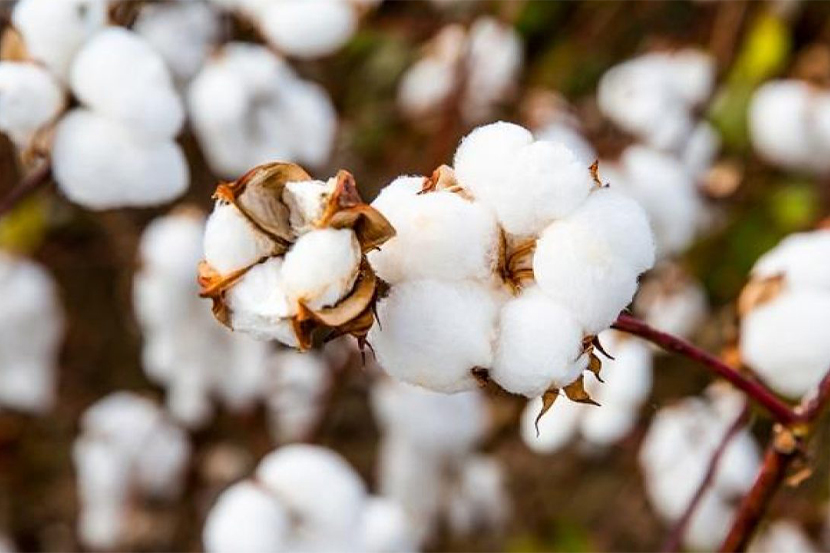 Cotton Production in Pakistan Challenges and Opportunities