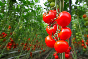 Production Status of Major Vegetables in Pakistan Problems and Suggestions