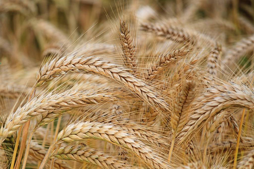 Wheat A Vital Crop for Food Security and Economic Growth