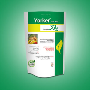 Yorker