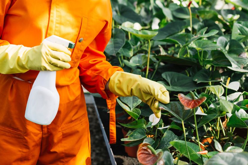 Best Pesticides for Plants