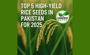 Suncrop Diamond Hybrid Rice